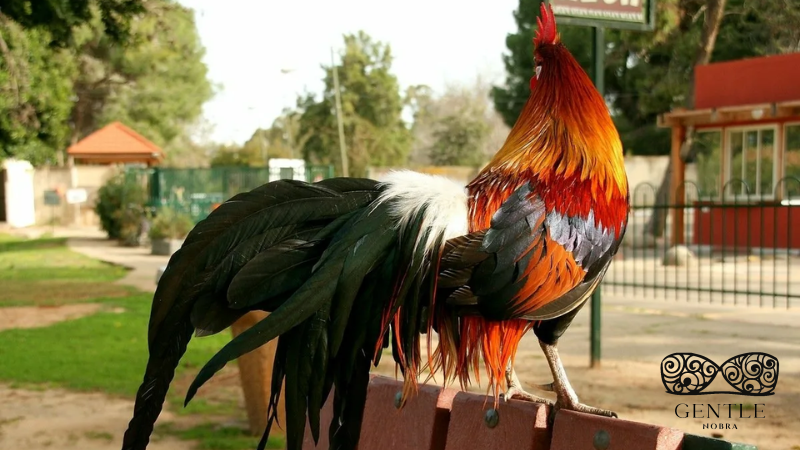 Chia sẻ từ cao thủ Bí quyết giúp gà sở hữu bộ đuôi dài óng ả 2 Tại sao cần làm cho đuôi gà dài