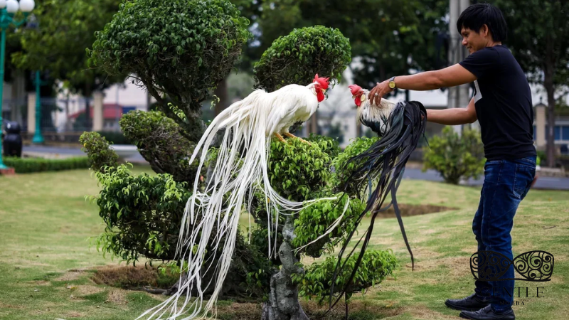 Chia sẻ từ cao thủ Bí quyết giúp gà sở hữu bộ đuôi dài óng ả 5 Lưu ý gì khi làm cho đuôi gà dài